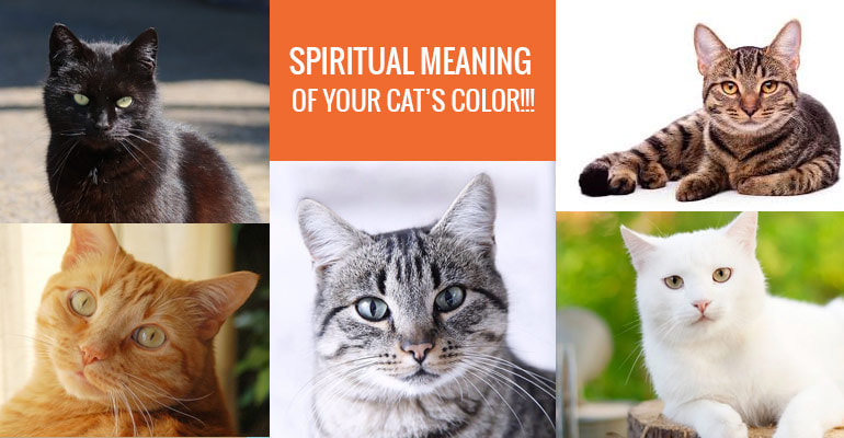 Spiritual Meaning of Your Cat's Color - BudgetVetCare - Pet Care Tips